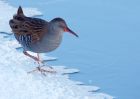 waterRail_09012010zx.jpg