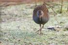 waterRail_150113a.jpg