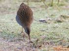 waterRail_150113b.jpg