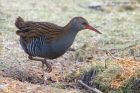 waterRail_150113c.jpg