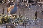 waterRail_150113d.jpg