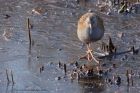 waterRail_150113h.jpg