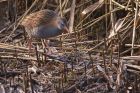 waterRail_150113l.jpg