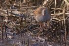 waterRail_150113m.jpg