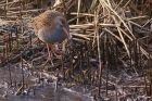 waterRail_150113n.jpg