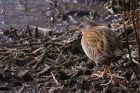 waterRail_150113q.jpg