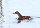 waterRail_170109a.jpg