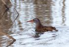 waterRail_170109c.jpg