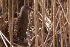 waterRail_221111a.jpg