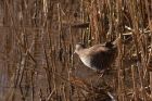 waterRail_221111c.jpg