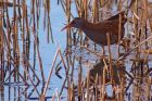 waterRail_221111d.jpg