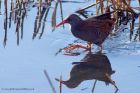 waterRail_221111g.jpg