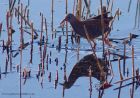 waterRail_221111i.jpg