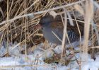 waterRail_231210b.jpg