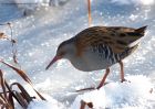 waterRail_231210f.jpg