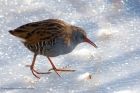 waterRail_231210i.jpg