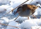 waterRail_231210j.jpg