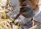 waterRail_231210m.jpg