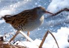 Filename=waterRail_231210o.jpg
Filesize=259KB
Dimensions=1000x714
Date added=Dec 25, 2010 waterRail_231210o.jpg