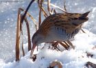 waterRail_231210p.jpg