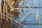 waterRail_261116a.jpg