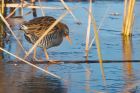 waterRail_261116b.jpg