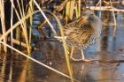 waterRail_261116c.jpg