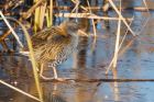 Filename=waterRail_261116d.jpg
Filesize=368KB
Dimensions=1200x800
Date added=Feb 01, 2018 waterRail_261116d.jpg