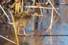 waterRail_261116d.jpg