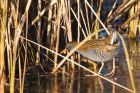 Filename=waterRail_261116e.jpg
Filesize=381KB
Dimensions=1200x800
Date added=Feb 01, 2018 waterRail_261116e.jpg