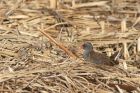 waterRail_270913b.jpg