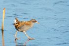 waterRail_291116a.jpg