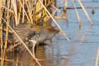 waterRail_291116b.jpg