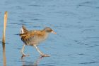 waterRail_291116f.jpg