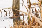 waterRail_MM_051118a.jpg