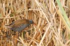 waterRail_MM_051118c.jpg