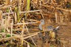 waterRail_MM_291018a.jpg