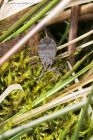 Filename=waterScorpion_040415b.jpg
Filesize=264KB
Dimensions=667x1000
Date added=May 27, 2015 waterScorpion_040415b.jpg