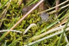 Filename=waterScorpion_040415d.jpg
Filesize=380KB
Dimensions=1200x801
Date added=May 27, 2015 waterScorpion_040415d.jpg