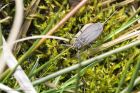 waterScorpion_040415e.jpg