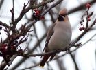 waxwing_051208d.jpg