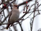 Filename=waxwing_051208e.jpg
Filesize=182KB
Dimensions=800x602
Date added=Dec 06, 2008 waxwing_051208e.jpg