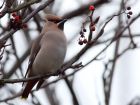 waxwing_051208e.jpg