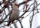 waxwing_051208g.jpg