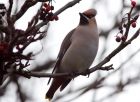 waxwing_051208i.jpg