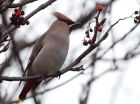 waxwing_051208j.jpg