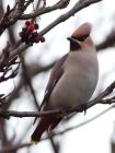 Filename=waxwing_051208k.jpg
Filesize=185KB
Dimensions=602x800
Date added=Dec 06, 2008 waxwing_051208k.jpg