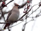 waxwing_051208m.jpg