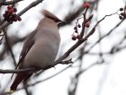 waxwing_051208n.jpg