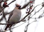 waxwing_051208p.jpg